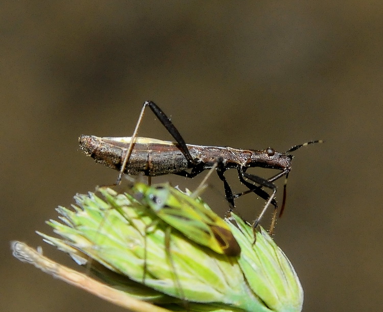 Alydidae: Micrelytra fossularum delle colline fiorentine